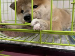 -上品折扣(回龙观店)