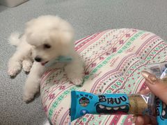 -BABYDOG宝贝狗宠物乐园(欧洲城店)