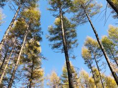 -塞罕坝国家级自然保护区