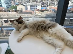 -怪兽屋·羊驼·猫咖·狗咖(俊华广场店)