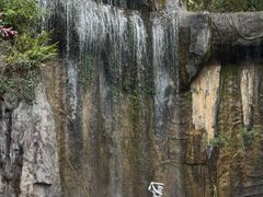 -西双版纳原始森林公园