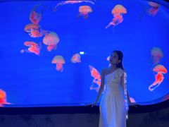 -合肥海洋世界