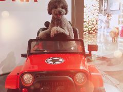 -百好乐宠物友好餐厅(朝外大街店)