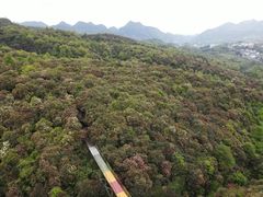 -贵州百里杜鹃风景名胜区