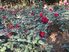 -人民公园(罗湖区)