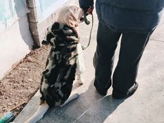 -宠物寄养训练学校