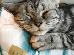 -李小姐の猫咖啡馆(五角场店)