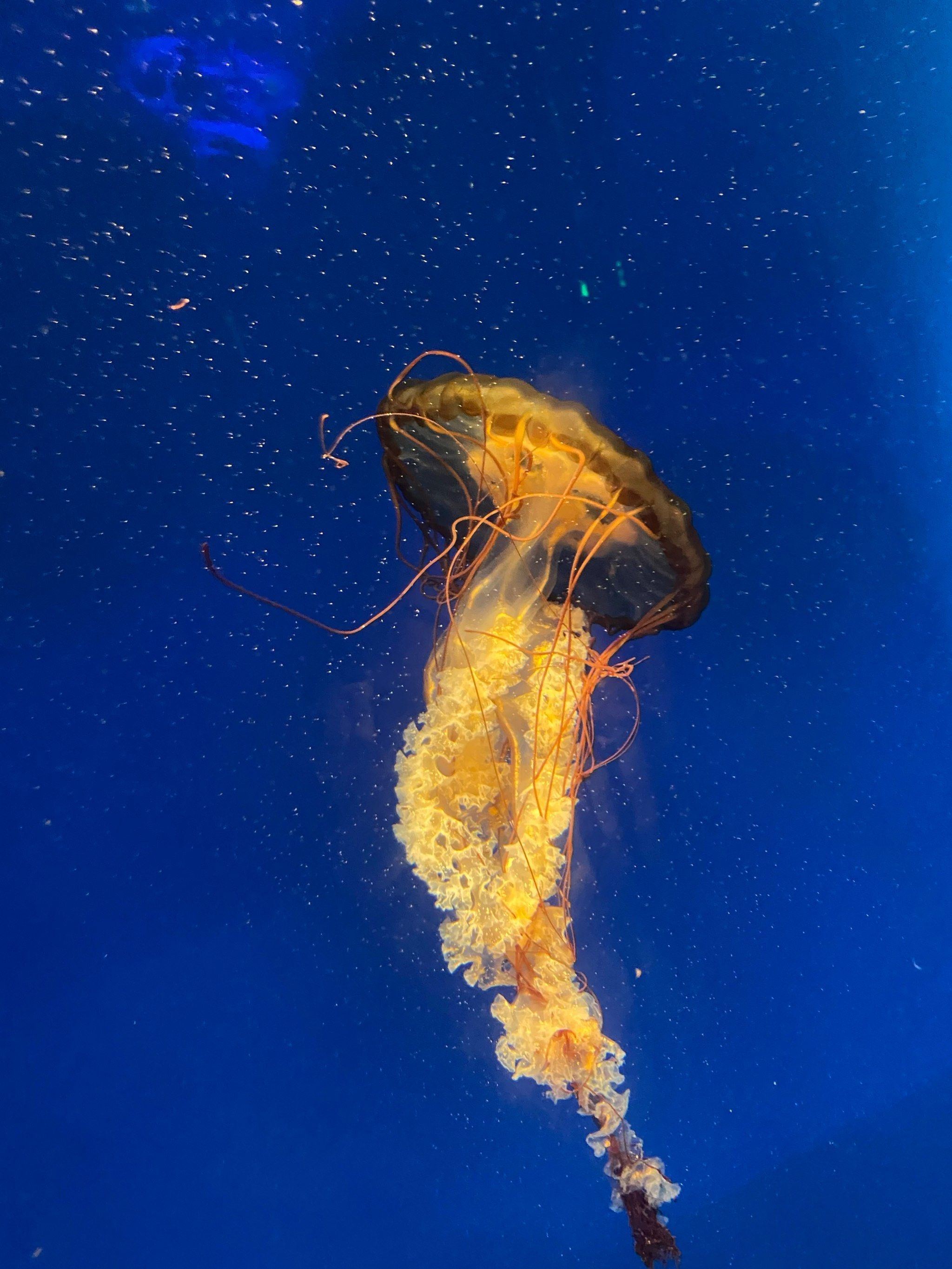 时候小盆友还主动提出要一起保护海底生物