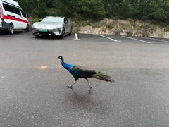 -西霞口神雕山野生动物世界