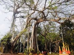 -瑞丽独树成林风景区