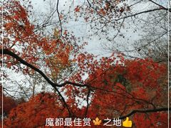 -秋霞圃