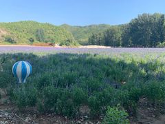 -紫海香堤香草艺术庄园