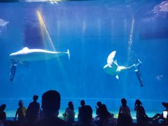 -芜湖新华联大白鲸海洋公园