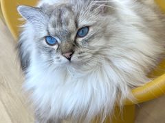 -有喵·猫咖·狗咖·30几只猫10只小狗(岗厦店)