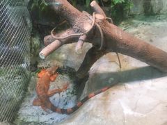 -上海大自然野生昆虫馆(东方明珠·爬宠昆虫探索中心)
