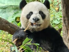 -广州长隆野生动物世界