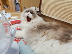 -猫和宫(六道口店)