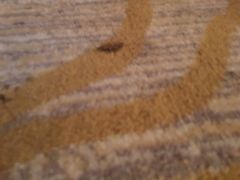 -碧桂园凤凰城酒店(南京店)