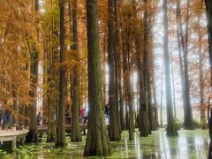 -东湖落雁景区