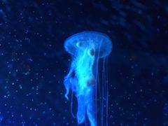 -太平洋海底世界餐厅