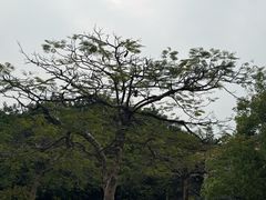 -凤凰山公园-龙王古庙