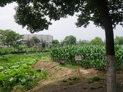 -田园东方蜜桃村的田野营地
