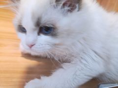 -猫十亿·布偶金渐层·曼基康矮脚猫舍(青年路店)