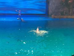 -芜湖新华联大白鲸海洋公园