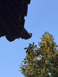 -一揽芳华汉服旗袍体验馆(拙政园店)