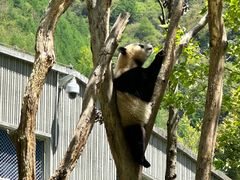 -卧龙中华大熊猫苑神树坪基地