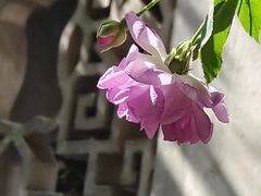 -艺圃