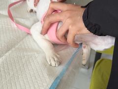 -艾吉宠物医院·疑难杂症转诊中心·猫友好(碧江路院)