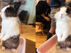 -藦茜花园宠物主题亲子互动体验馆(国顺东路店)