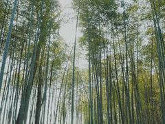 -云栖竹径