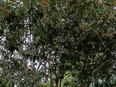 -高子水居