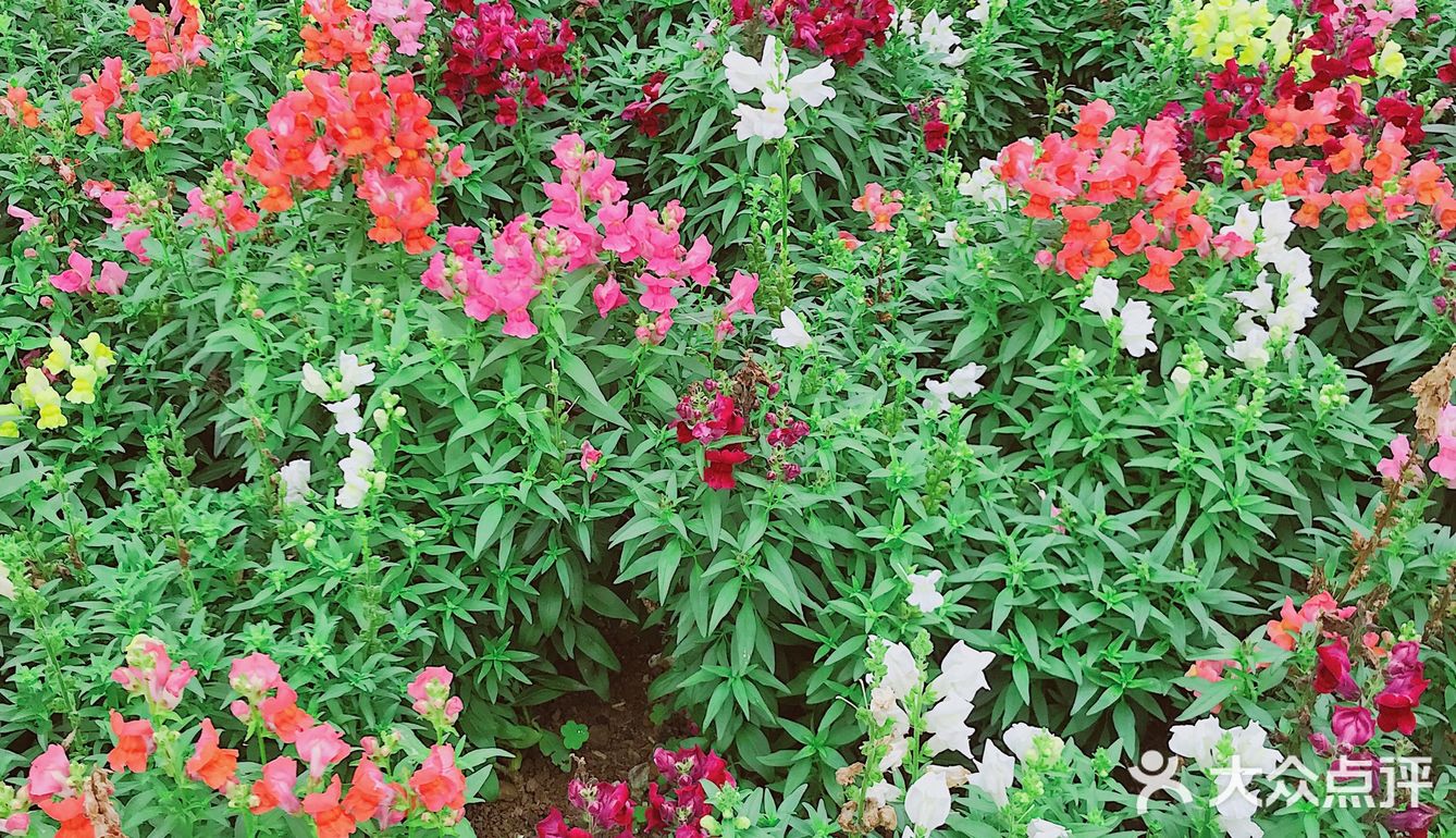 周末放假肯定要去逛公园呀