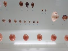 -青岛贝壳博物馆