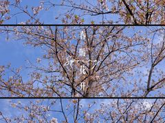 -上海滨江森林公园