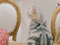 -共舞时光猫咖·狗咖(新街口店)