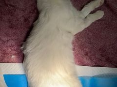 -北京恒爱动物医院(清景园分院)