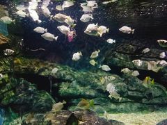 -绍兴梦享海洋公园