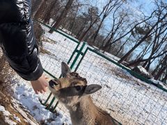 -秦皇岛野生动物园