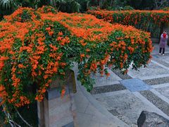 -深圳仙湖植物园