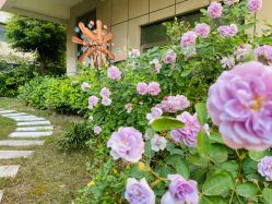 -安琪朵朵独栋花园月子中心