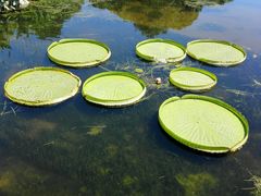 -荷塘月色湿地公园·向阳花洲