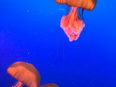 -太平洋海底世界