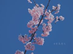 -顾村公园