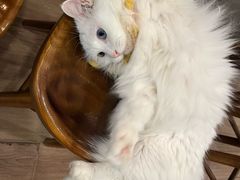 -有猫主题·治愈系猫咖(曾厝垵店)