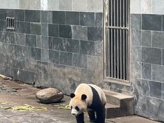 -中国大熊猫保护研究中心雅安碧峰峡基地