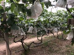 -马陆小张葡萄园农家乐